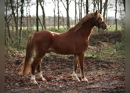 Galés B, Caballo castrado, 2 años, 131 cm, Alazán