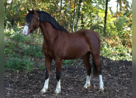 Galés B, Caballo castrado, 3 años, 124 cm