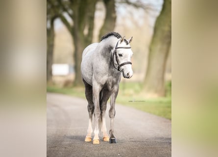Galés B, Caballo castrado, 3 años, 124 cm, Tordo
