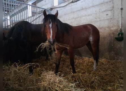 Galés B, Caballo castrado, 3 años, 125 cm, Castaño