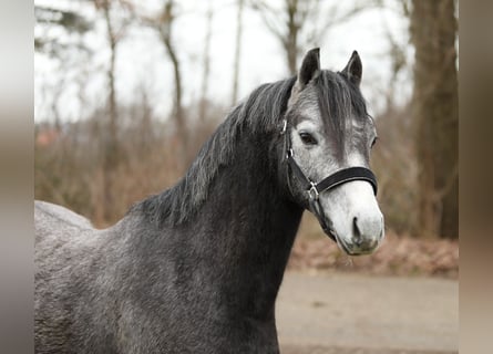 Galés B, Caballo castrado, 3 años, 125 cm, Tordo
