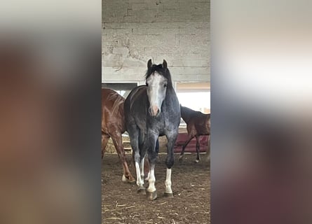 Galés B, Caballo castrado, 3 años, 125 cm, Tordo rodado