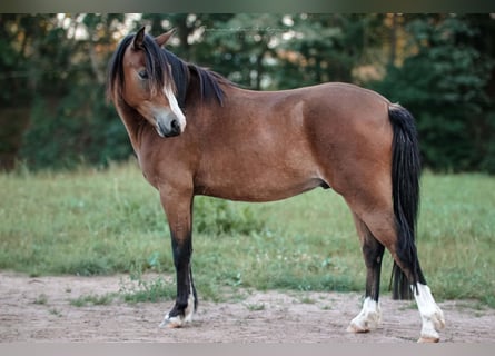 Galés B, Caballo castrado, 3 años, 130 cm, Castaño