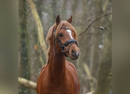 Galés B, Caballo castrado, 3 años, 131 cm, Alazán