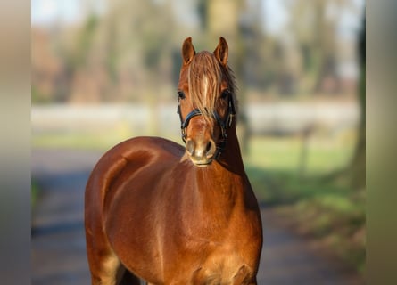 Galés B, Caballo castrado, 3 años, 131 cm, Alazán