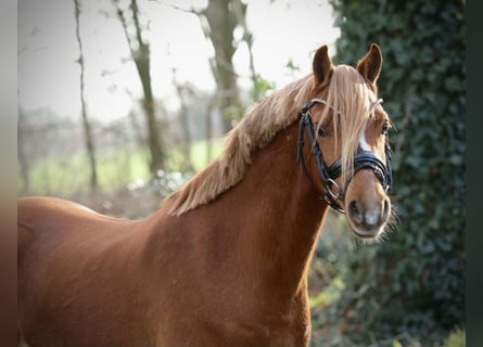 Galés B, Caballo castrado, 3 años, 131 cm, Alazán