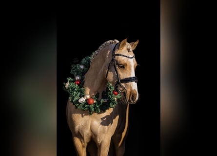 Galés B, Caballo castrado, 3 años, 135 cm, Palomino