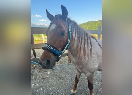 Galés B Mestizo, Caballo castrado, 4 años, 125 cm, Ruano alazán