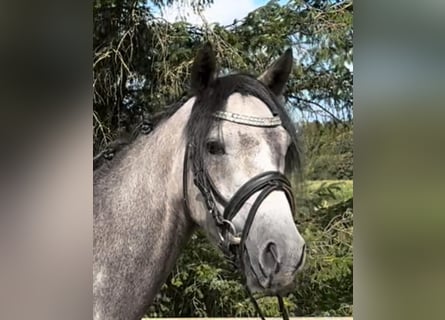 Galés B, Caballo castrado, 4 años, 132 cm, Tordo