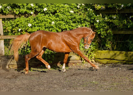 Galés B, Caballo castrado, 4 años, 135 cm, Alazán