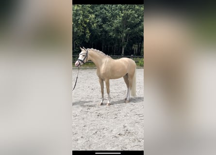 Galés B, Caballo castrado, 4 años, 135 cm, Palomino