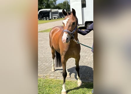 Galés B, Caballo castrado, 4 años, 136 cm, Castaño oscuro