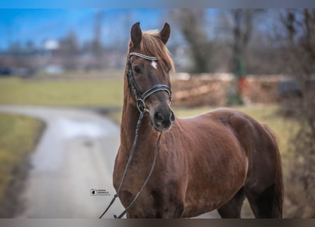 Galés B, Caballo castrado, 4 años, 138 cm, Alazán-tostado