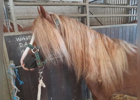 Galés B, Caballo castrado, 5 años, 131 cm, Alazán-tostado