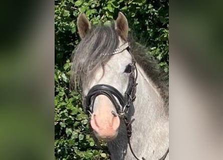 Galés B, Caballo castrado, 5 años, 132 cm, Tordo