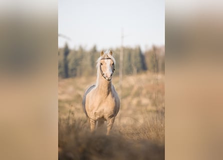 Galés B Mestizo, Caballo castrado, 6 años, 120 cm, Palomino