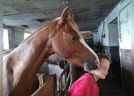 Galés B, Caballo castrado, 6 años, 128 cm, Alazán