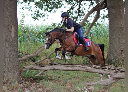 Galés B, Caballo castrado, 6 años, 135 cm, Castaño