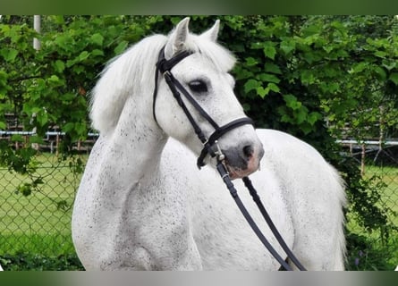 Galés B, Caballo castrado, 6 años, 135 cm, Tordo