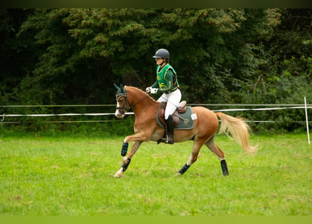 Galés B, Caballo castrado, 6 años, 136 cm, Alazán