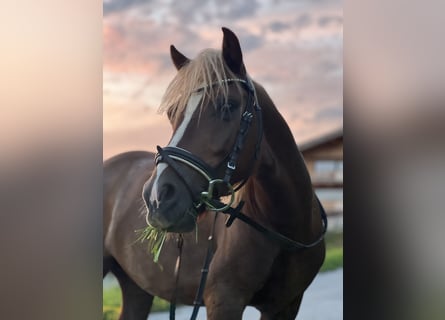 Galés B, Caballo castrado, 7 años, 128 cm, Alazán