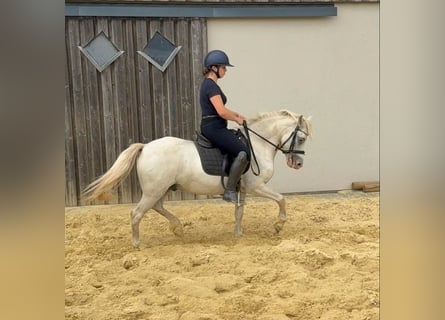 Galés B, Caballo castrado, 8 años, 130 cm, Tordo
