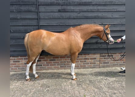 Galés B, Caballo castrado, 8 años, 135 cm, Alazán-tostado