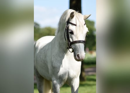 Galés B, Caballo castrado, 8 años, White/Blanco