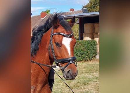 Galés B Mestizo, Caballo castrado, 9 años, 138 cm, Castaño