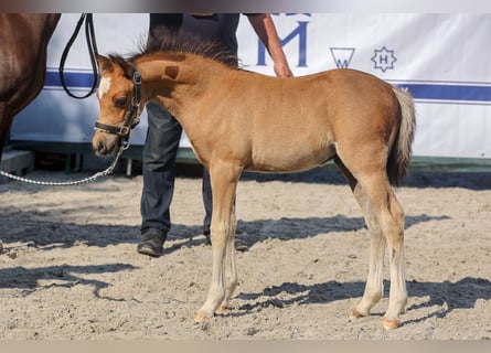 Galés B, Semental, 1 año, Castaño