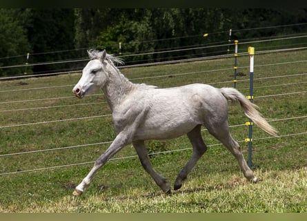Galés B, Semental, 1 año, Tordo
