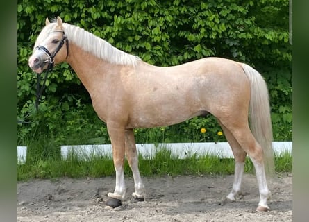 Galés B, Semental, 4 años, 129 cm, Palomino