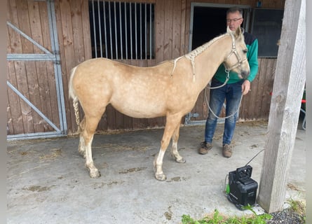 Galés B, Yegua, 5 años, 127 cm, Palomino