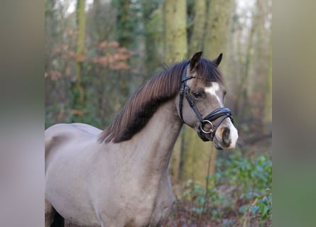 Galés B, Yegua, 6 años, 131 cm, Buckskin/Bayo