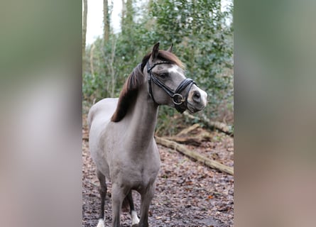 Galés B, Yegua, 6 años, 131 cm, Buckskin/Bayo