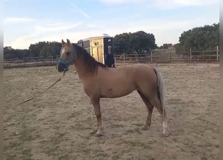 Galés B, Yegua, 7 años, 120 cm, Palomino
