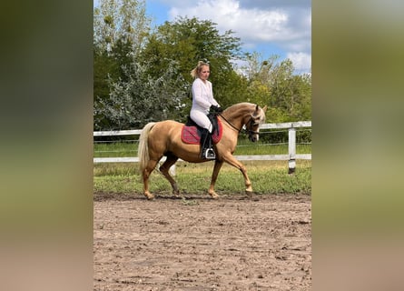Galés B, Yegua, 7 años, 132 cm, Palomino