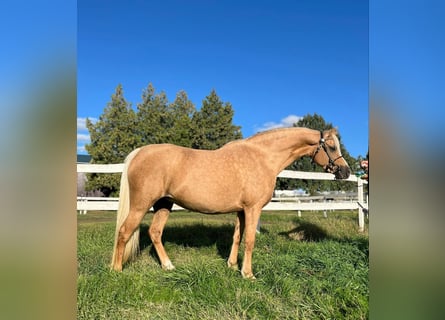 Galés B, Yegua, 7 años, 132 cm, Palomino
