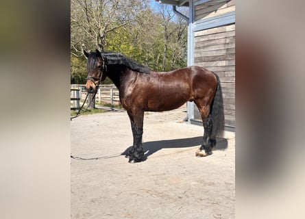Galés-C, Caballo castrado, 10 años, 148 cm, Castaño oscuro