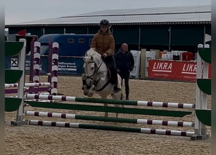 Galés-C, Caballo castrado, 11 años, 135 cm, Tordo rodado