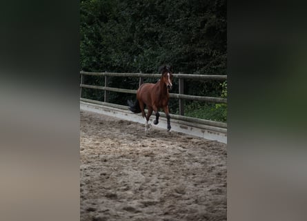 Galés-C, Caballo castrado, 14 años, 142 cm, Castaño