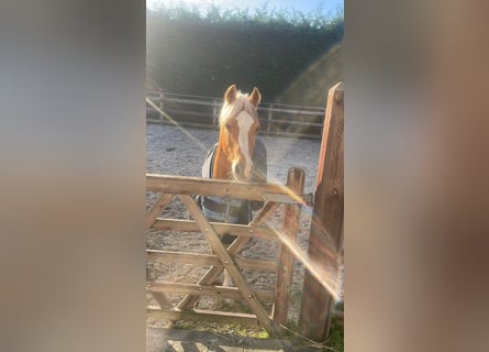 Galés-C, Caballo castrado, 20 años, 130 cm, Palomino