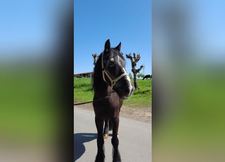 Galés-C, Caballo castrado, 27 años, 150 cm, Negro