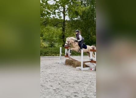 Galés-C, Caballo castrado, 5 años, 132 cm, Palomino