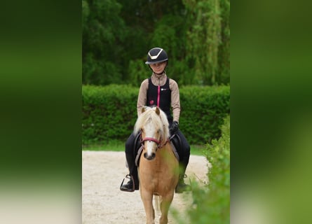 Galés-C, Caballo castrado, 5 años, 132 cm, Palomino