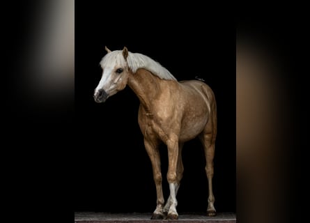 Galés-C, Caballo castrado, 5 años, 133 cm, Palomino