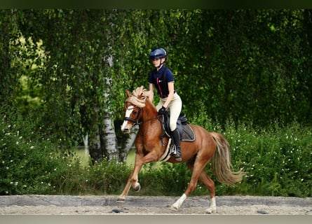 Galés-C, Caballo castrado, 5 años, 135 cm, Alazán