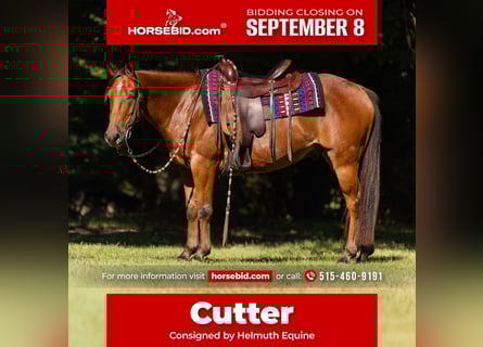 Galés-C Mestizo, Caballo castrado, 5 años, 145 cm, Castaño rojizo