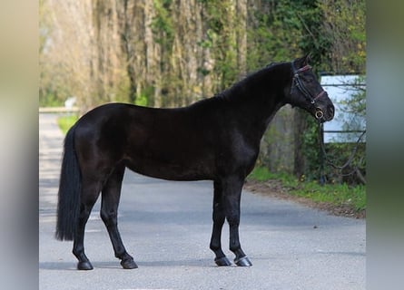 Galés-C, Caballo castrado, 6 años, 138 cm, Negro