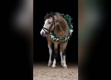 Galés-C, Caballo castrado, 8 años, 136 cm, Bayo